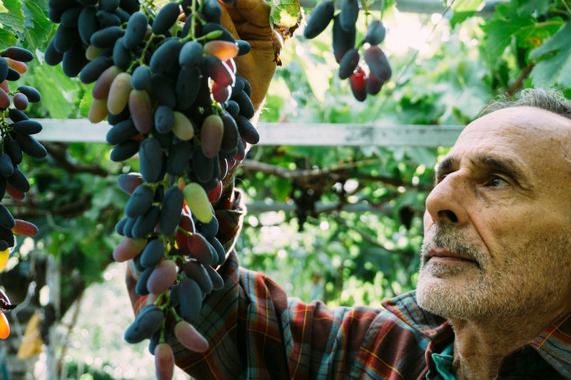 Why Whole Grape Resveratrol Matters